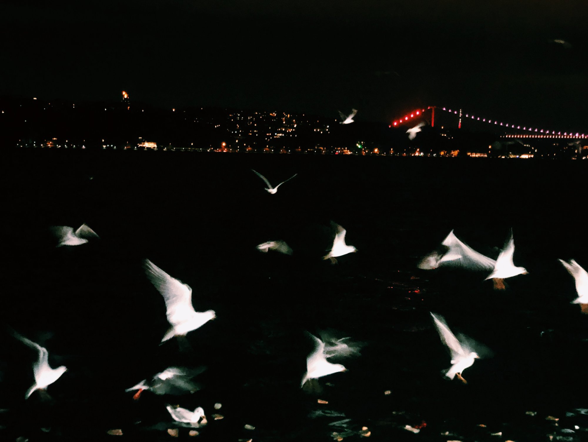 Seagulls at night over the Bosphorus, Fatih Bridge lit up