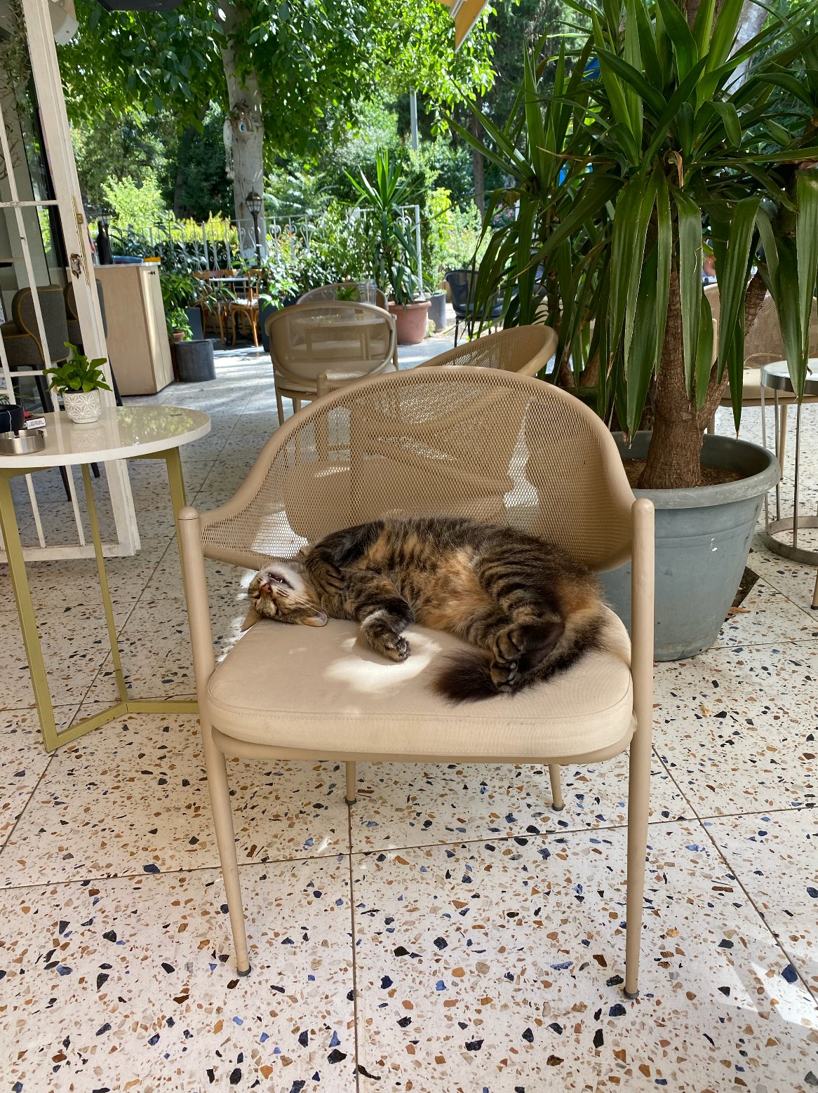 Cat asleep on a chair at Grea Coffee Nations, Yeniköy Istanbul