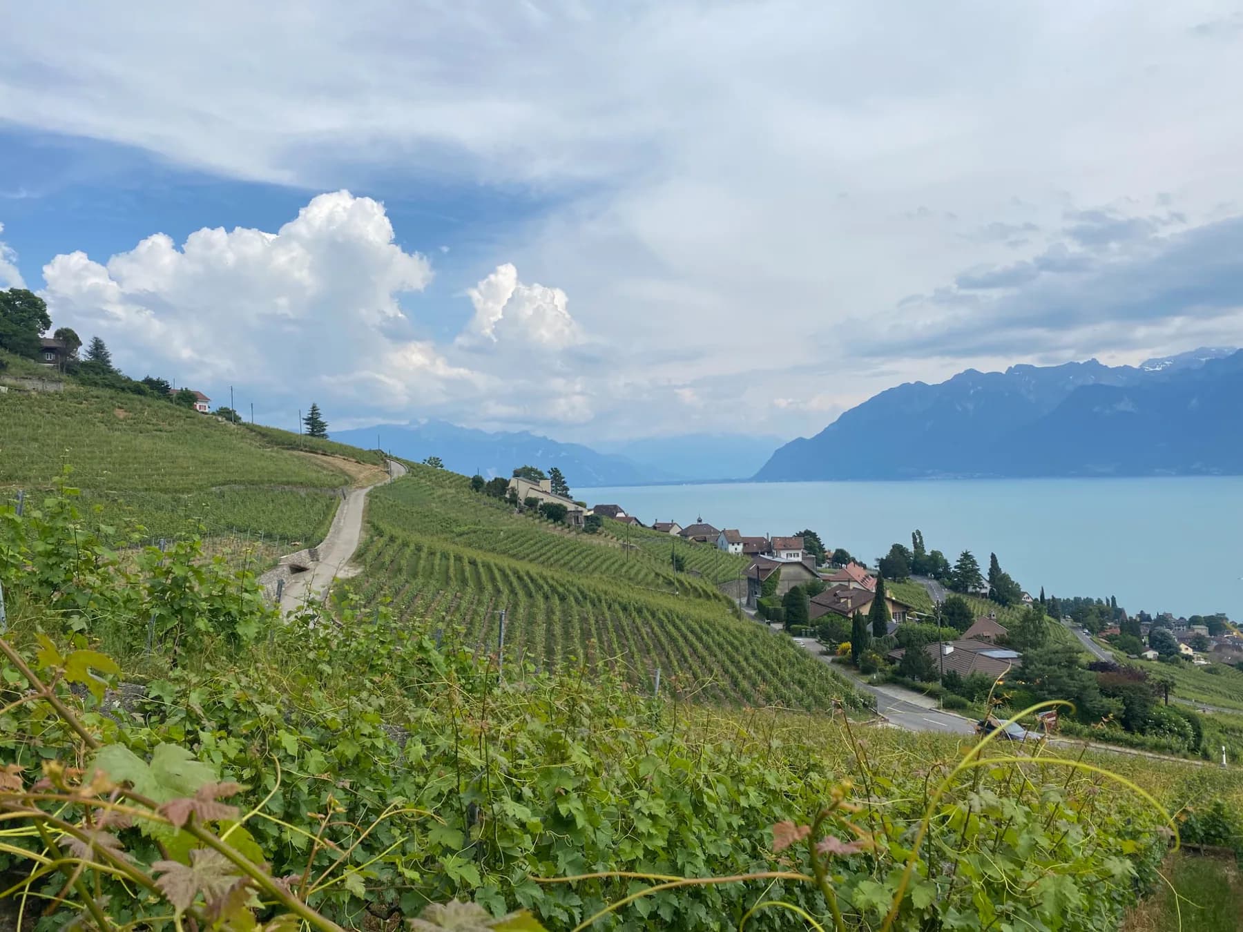 The best place to actually sit in Lavaux and drink wine., photograph 1