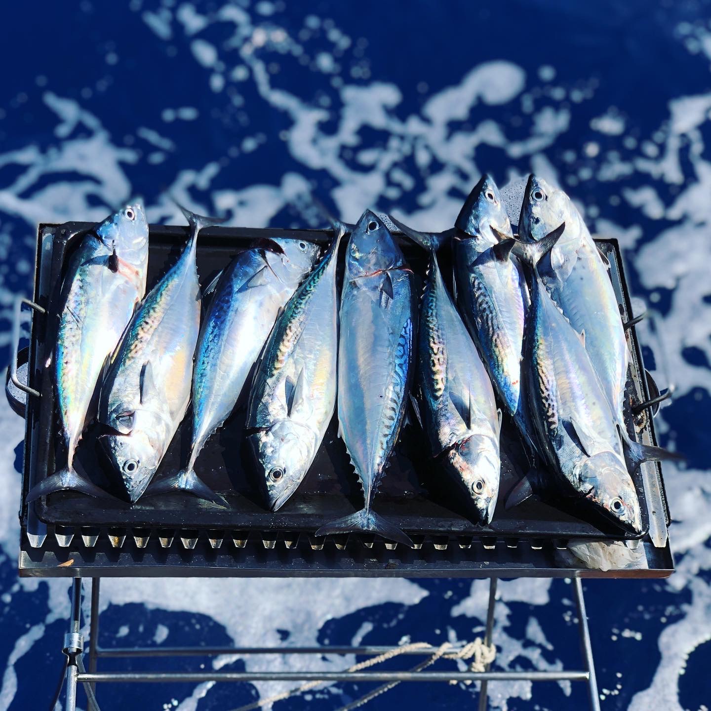 The bonito sashimi plate, close