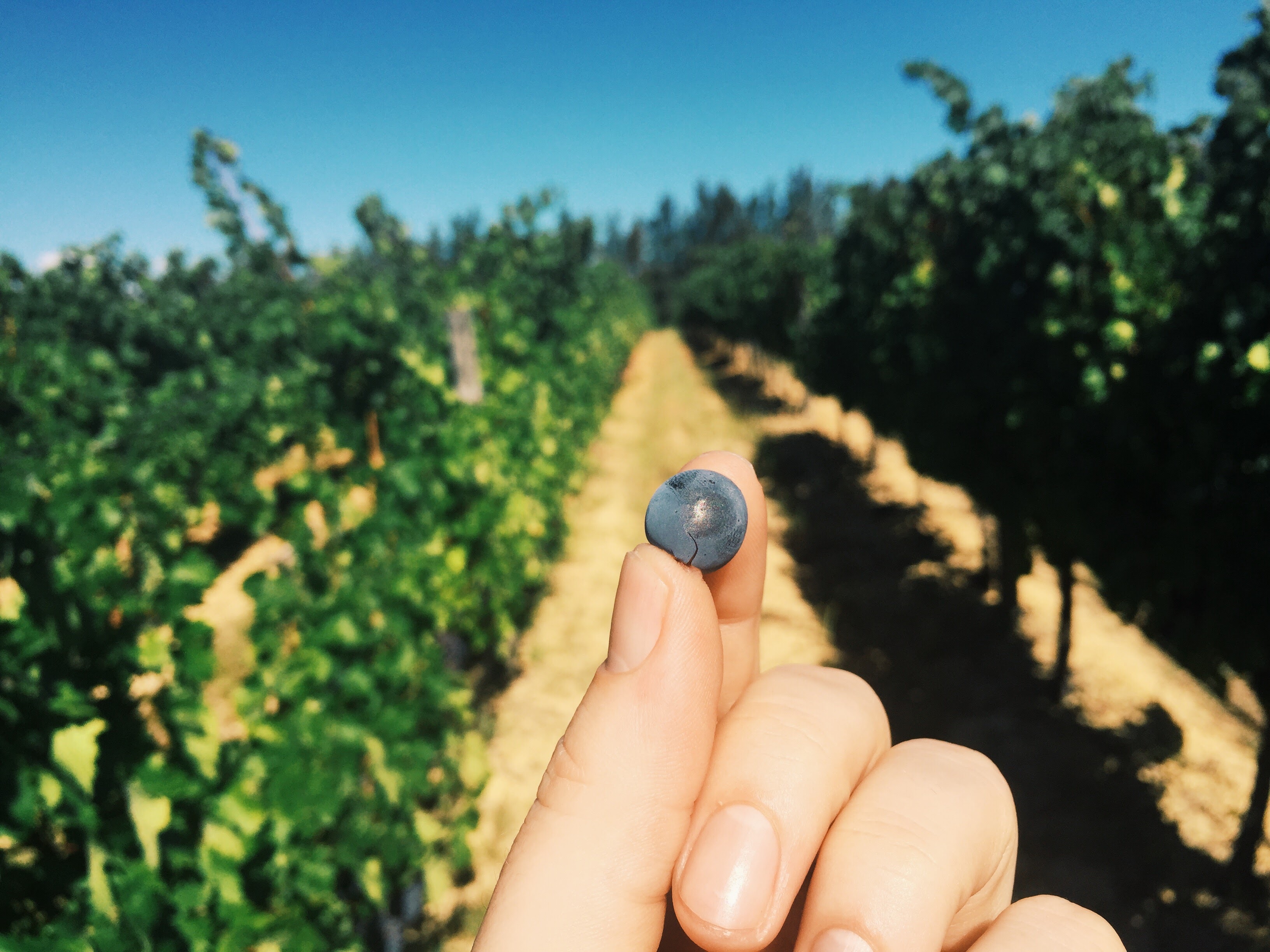 Single Glen Carlou Merlot grape held up in front of the vineyard rows