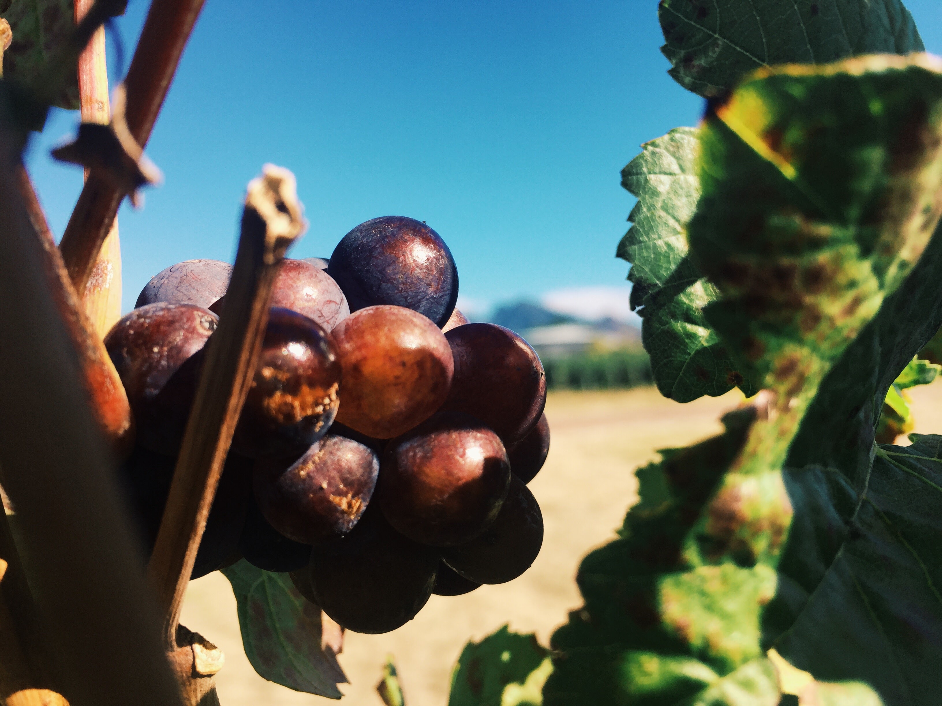 Glen Carlou grapes close up — dark Merlot clusters, blue sky behind