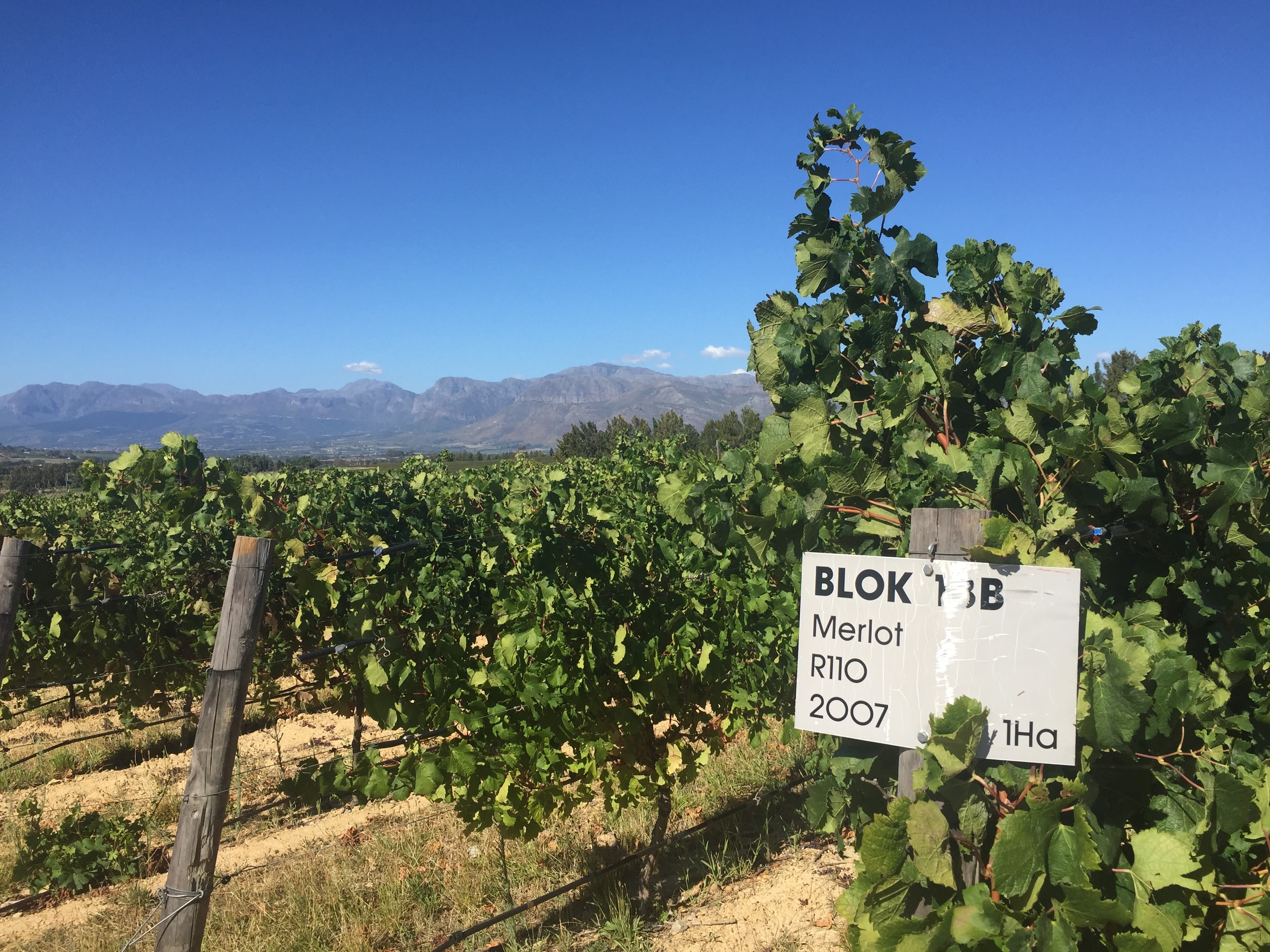 Glen Carlou Blok 13B Merlot sign — vineyard row, mountains behind