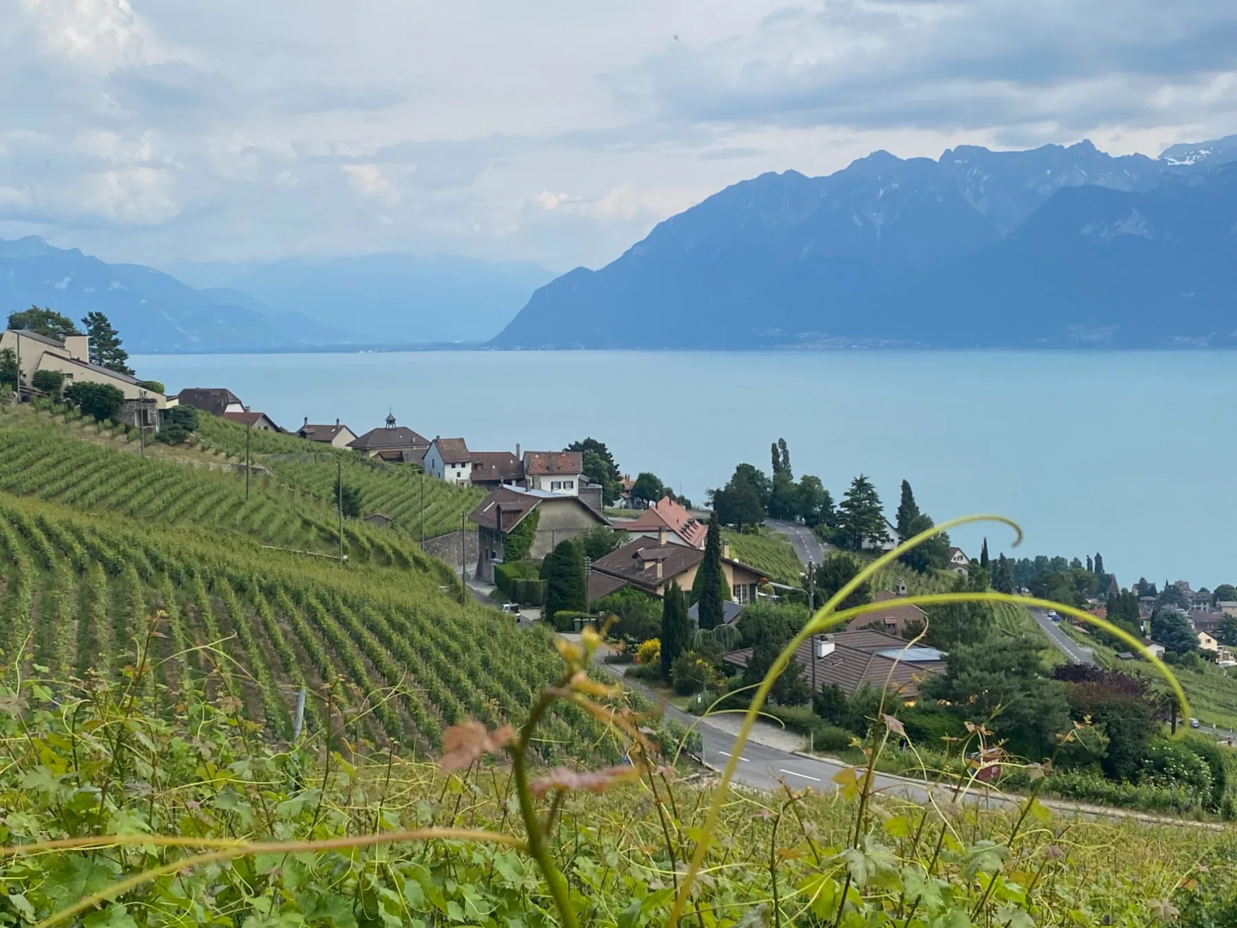 Domaine Saint-Amour, photo 4