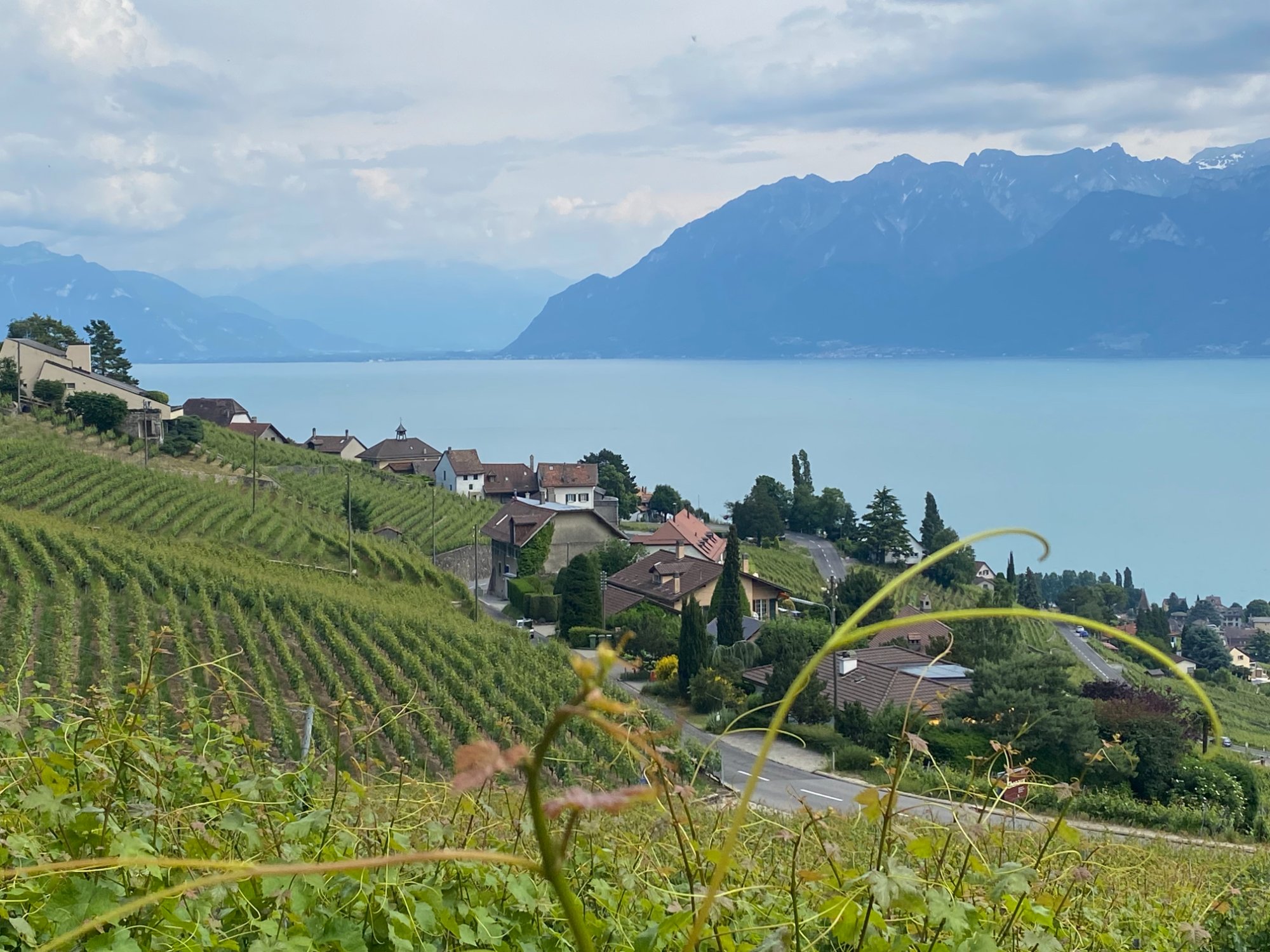 Lavaux vineyards with Lake Geneva and French Alps, UNESCO World Heritage site, Vaud