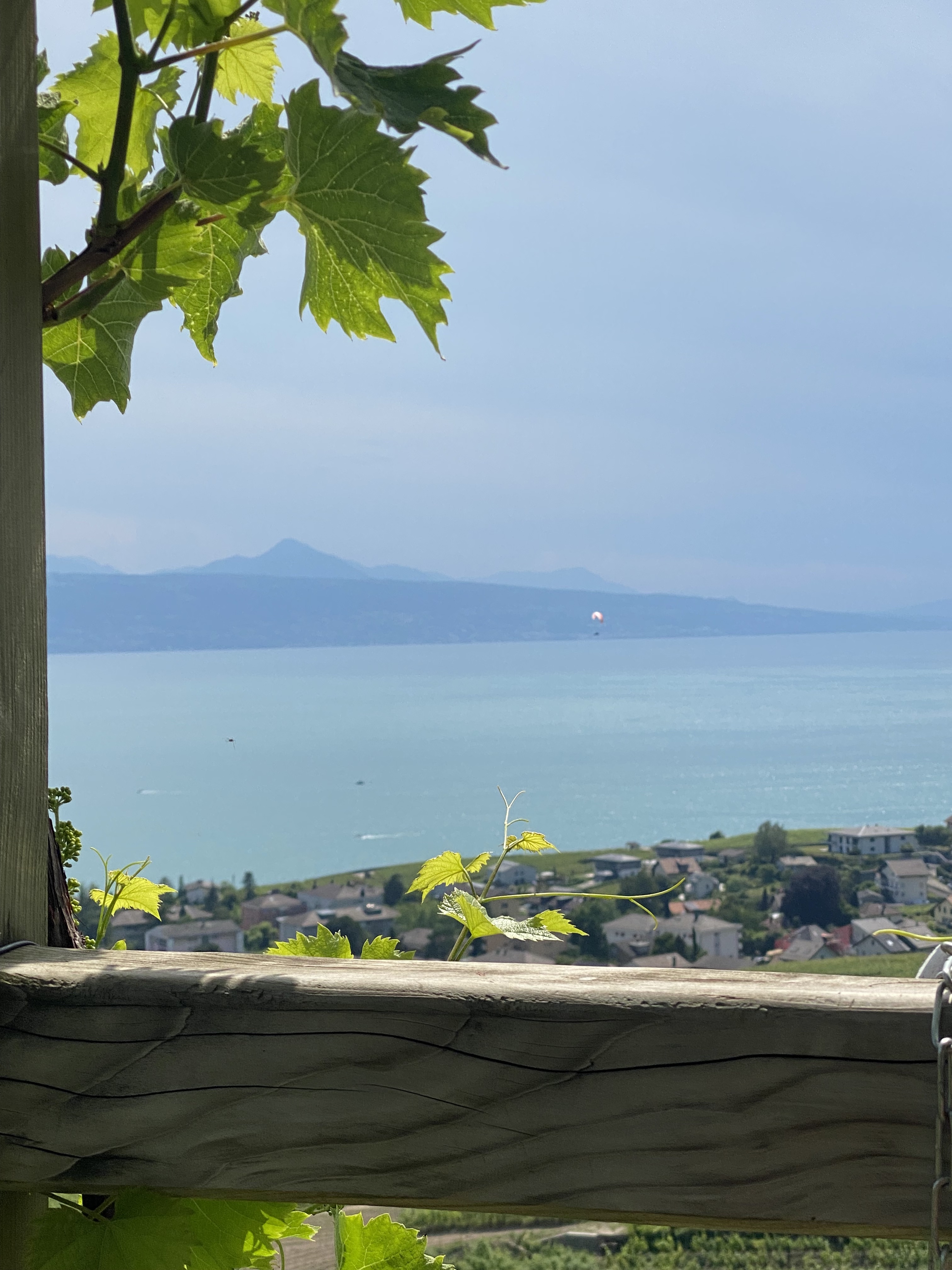 Wide panorama of Lavaux vineyards and Lake Geneva, UNESCO wine region Switzerland