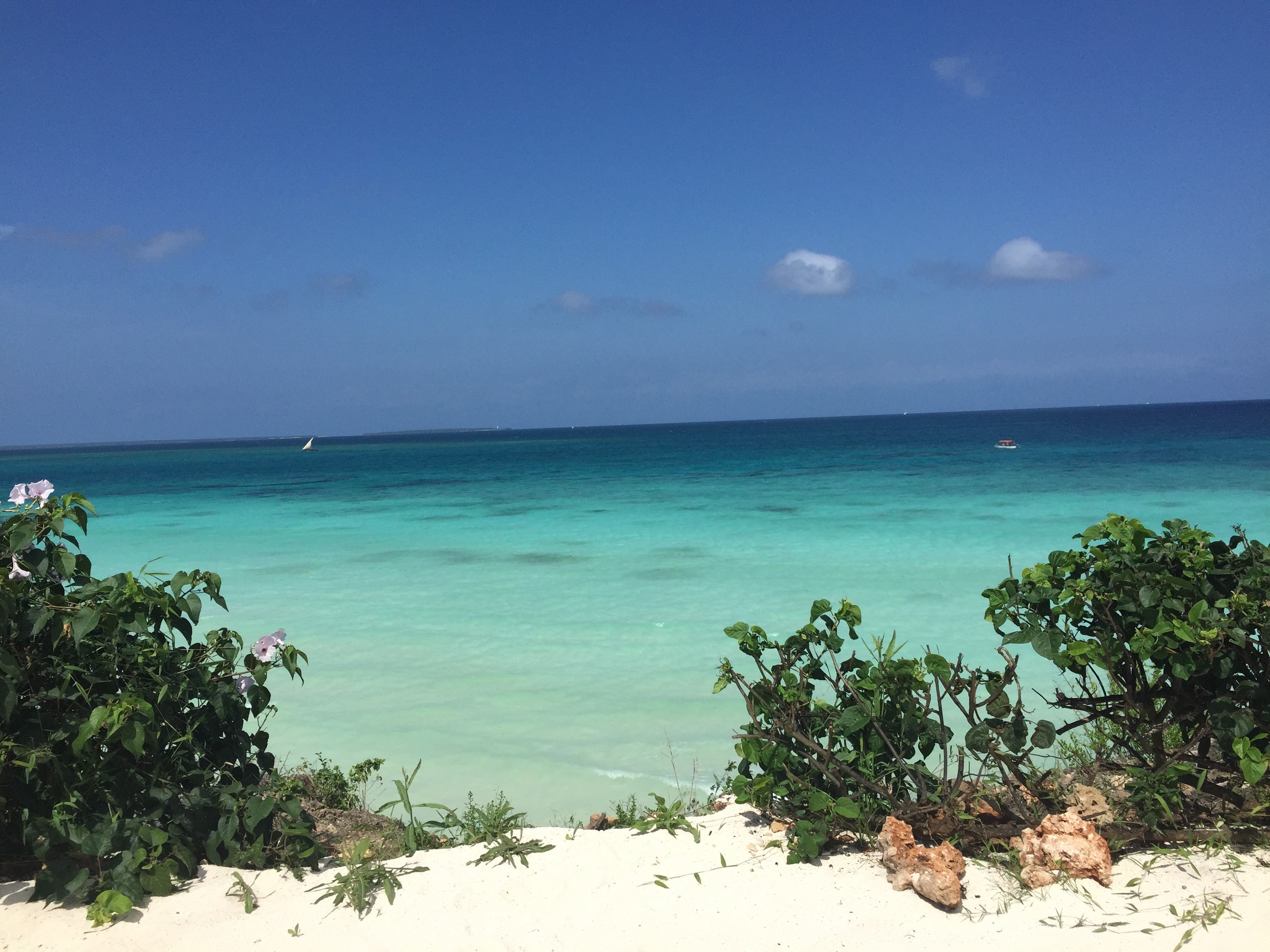 Wild turquoise ocean framed by lush vegetation and white sand, Zanzibar