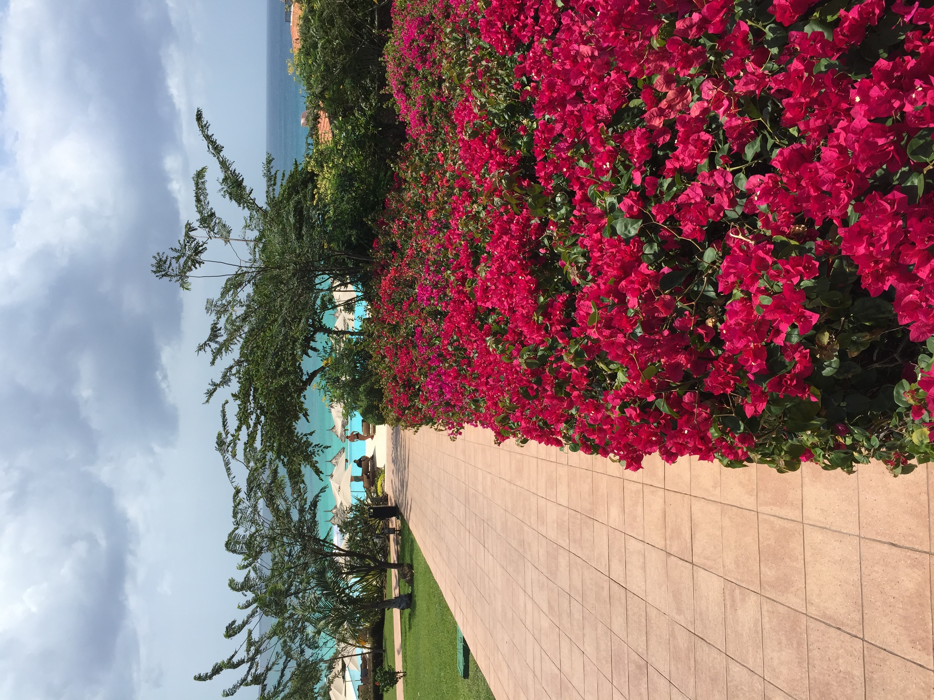 Path lined with vivid magenta bougainvillea leading down to the infinity pool and ocean