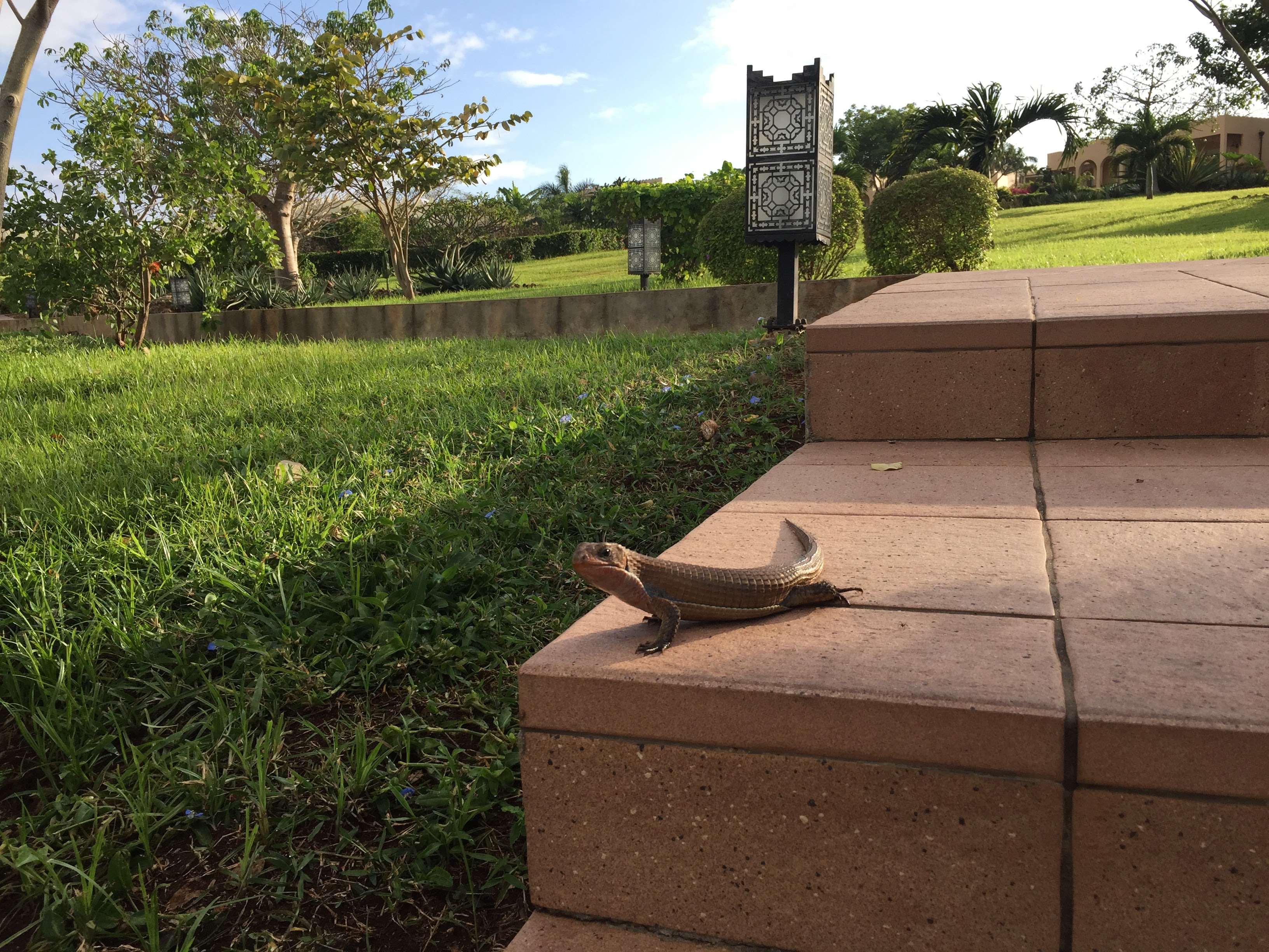 Lizard basking on terracotta steps in the hotel gardens